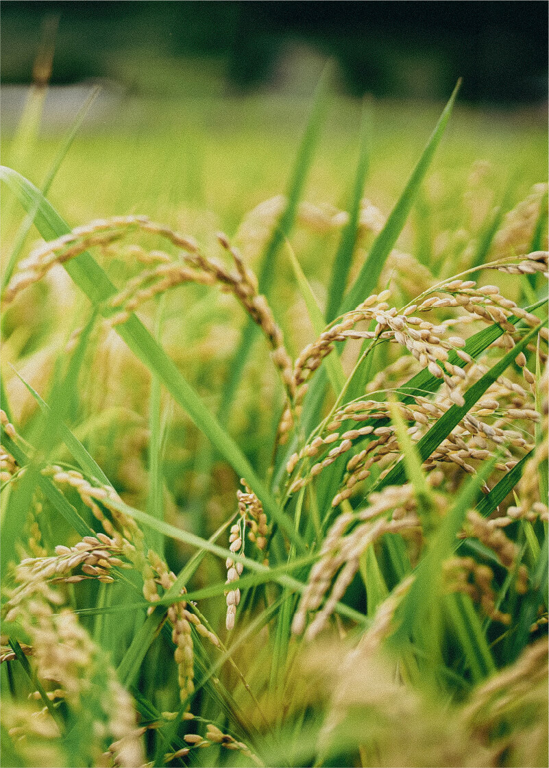 農業イメージ04